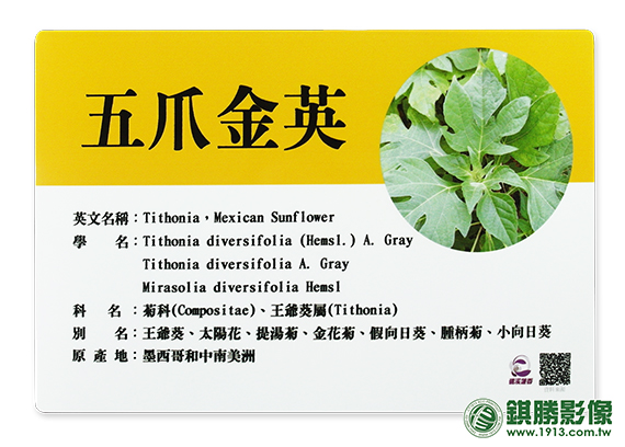 戶外植物解說牌